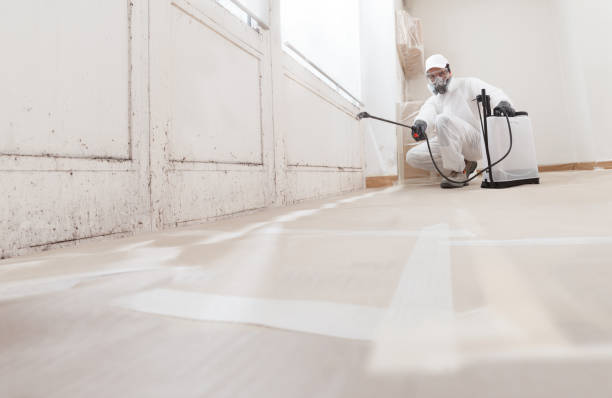 Black mold remediation team in Hyattsville